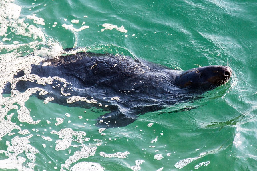 A Photographer’s Guide to Lundy Island