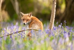 Photograph wildlife on your doorstep | The local patch and why you need one