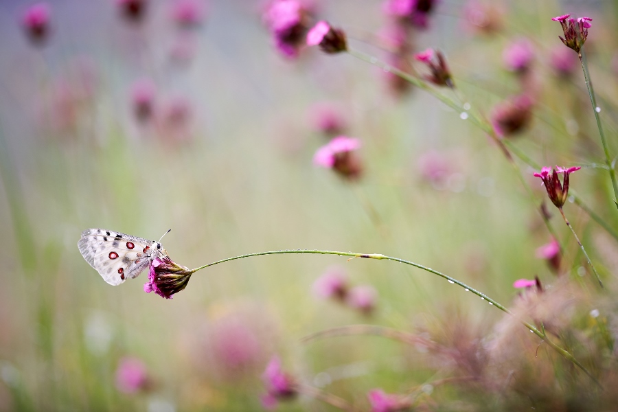 7 tips for shooting stunning wildlife macro photos 7 tips for shooting stunning wildlife macro photos