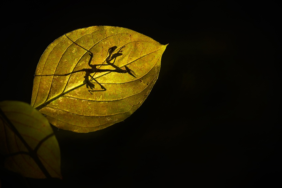 7 tips for shooting stunning wildlife macro photos