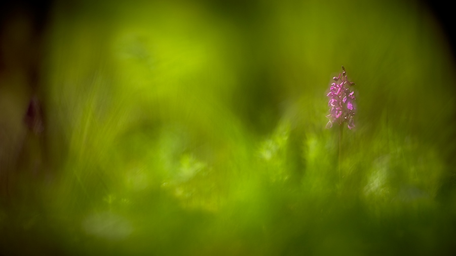 7 tips for shooting stunning wildlife macro photos 7 tips for shooting stunning wildlife macro photos