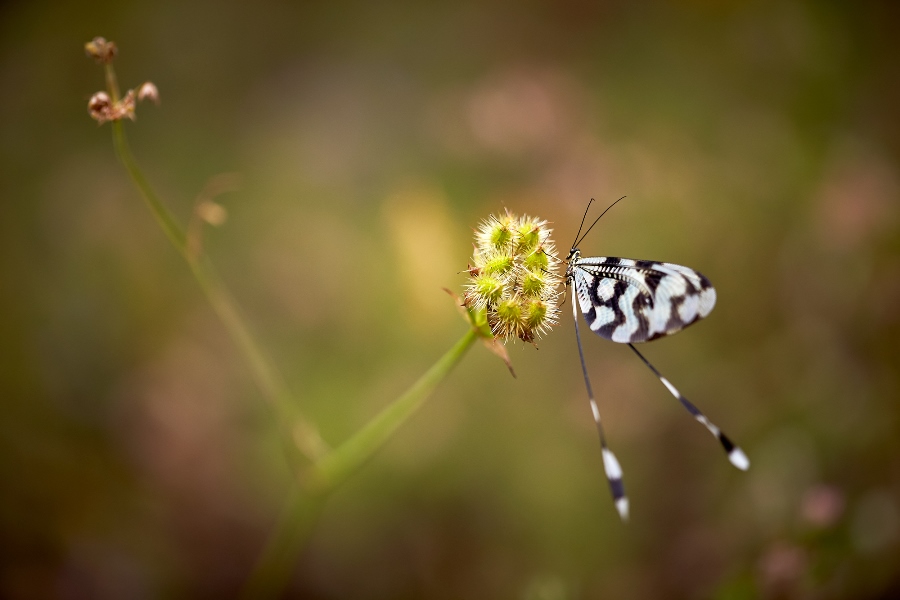 7 tips for shooting stunning wildlife macro photos 7 tips for shooting stunning wildlife macro photos