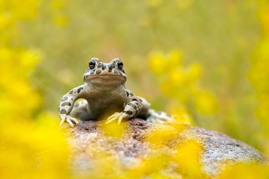7 tips for shooting stunning wildlife macro photos 7 tips for shooting stunning wildlife macro photos