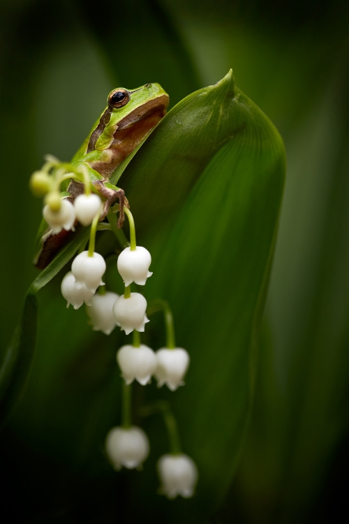 7 tips for shooting stunning wildlife macro photos 7 tips for shooting stunning wildlife macro photos