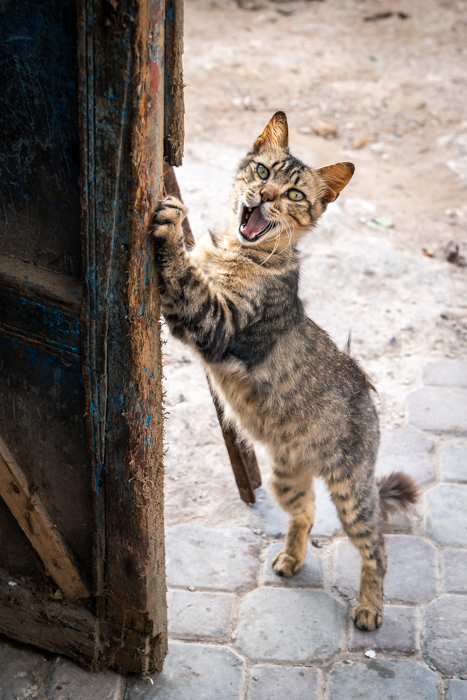 Sony’s Eye AF for Animals | Testing firmware v3.0 in Morocco Sony’s Eye AF for Animals | Testing firmware v3.0 in Morocco