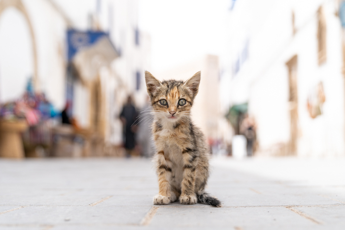 Sony’s Eye AF for Animals | Testing firmware v3.0 in Morocco Sony’s Eye AF for Animals | Testing firmware v3.0 in Morocco