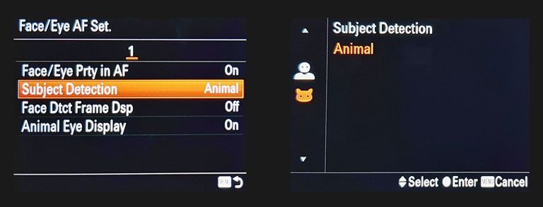 Sony’s Eye AF for Animals | Testing firmware v3.0 in Morocco Sony’s Eye AF for Animals | Testing firmware v3.0 in Morocco