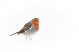 Photographing robins and other garden birds this winter