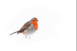 Photographing robins and other garden birds this winter