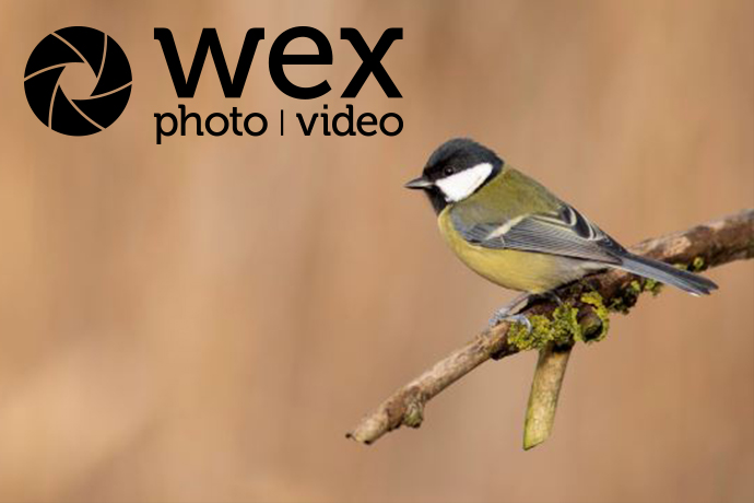 Wildlife Gardening and Photography for February | How to create a wildlife garden