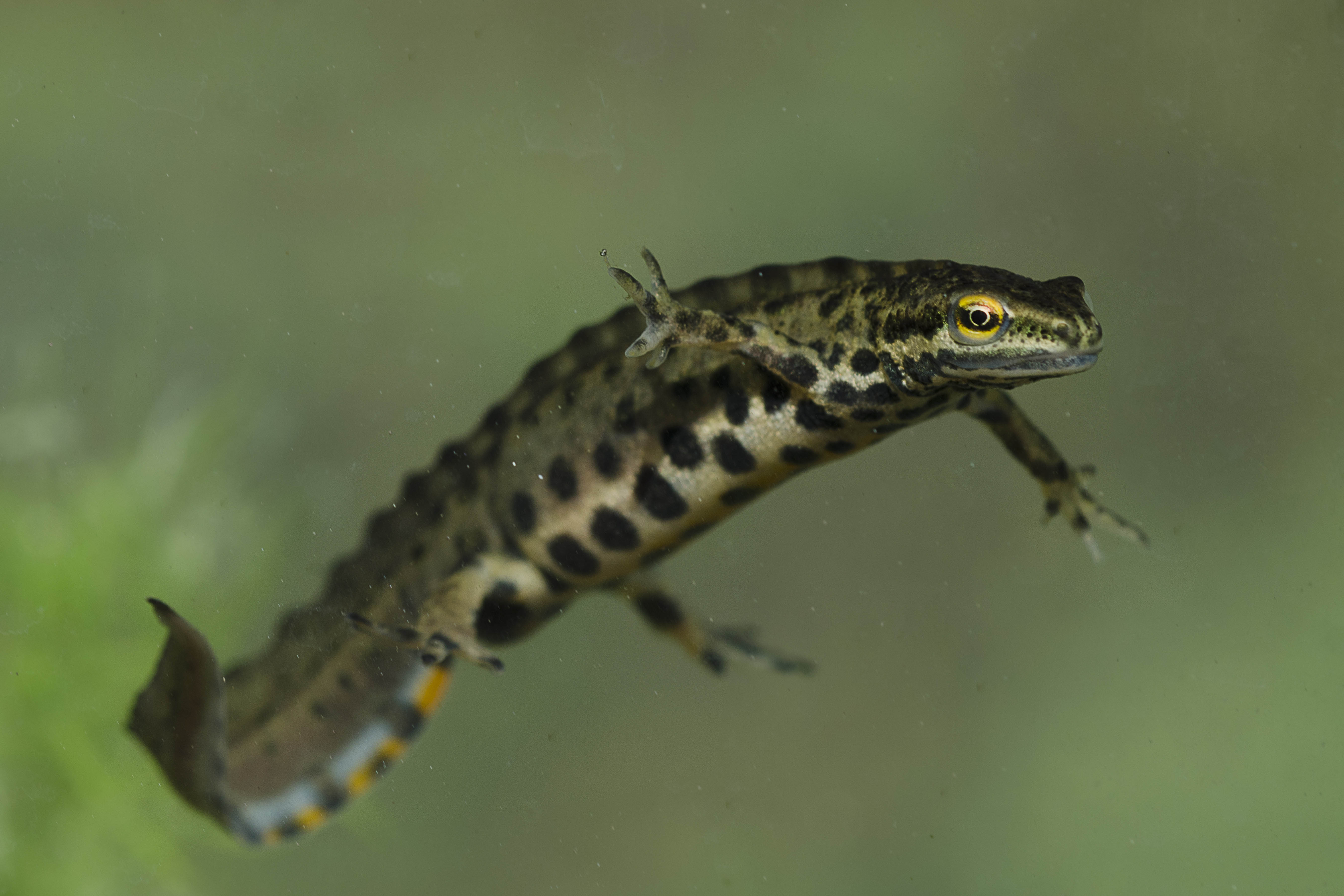 Male smooth newt