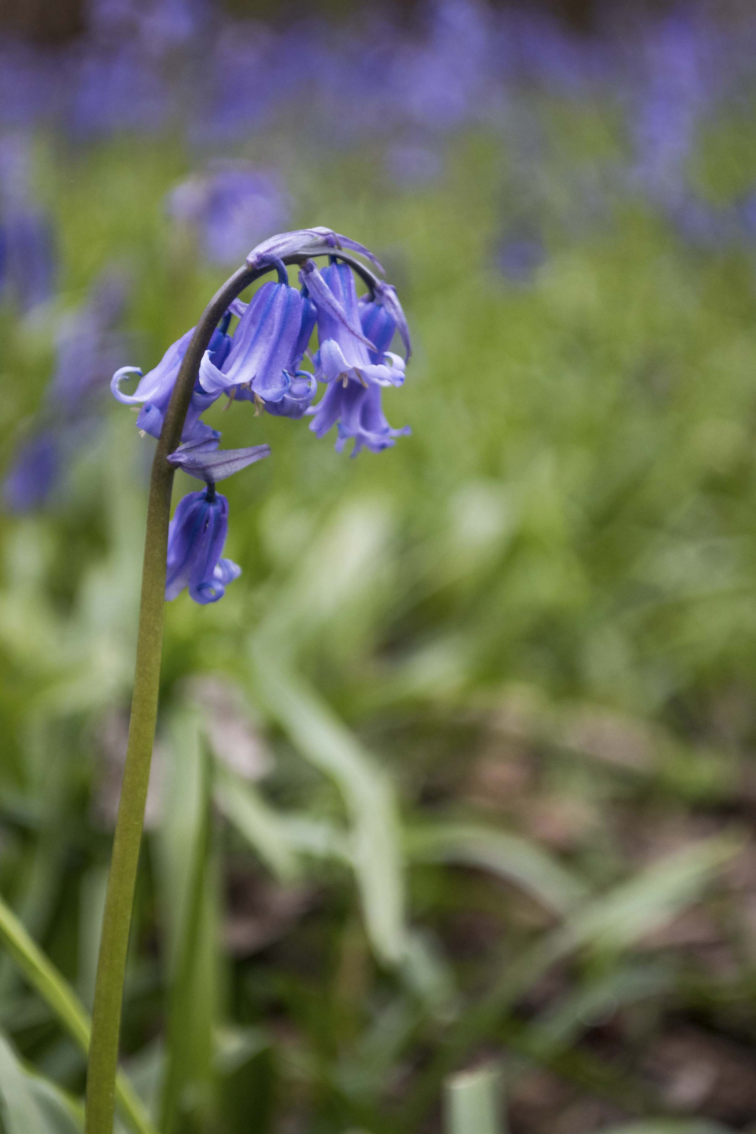 Idle Bluebell