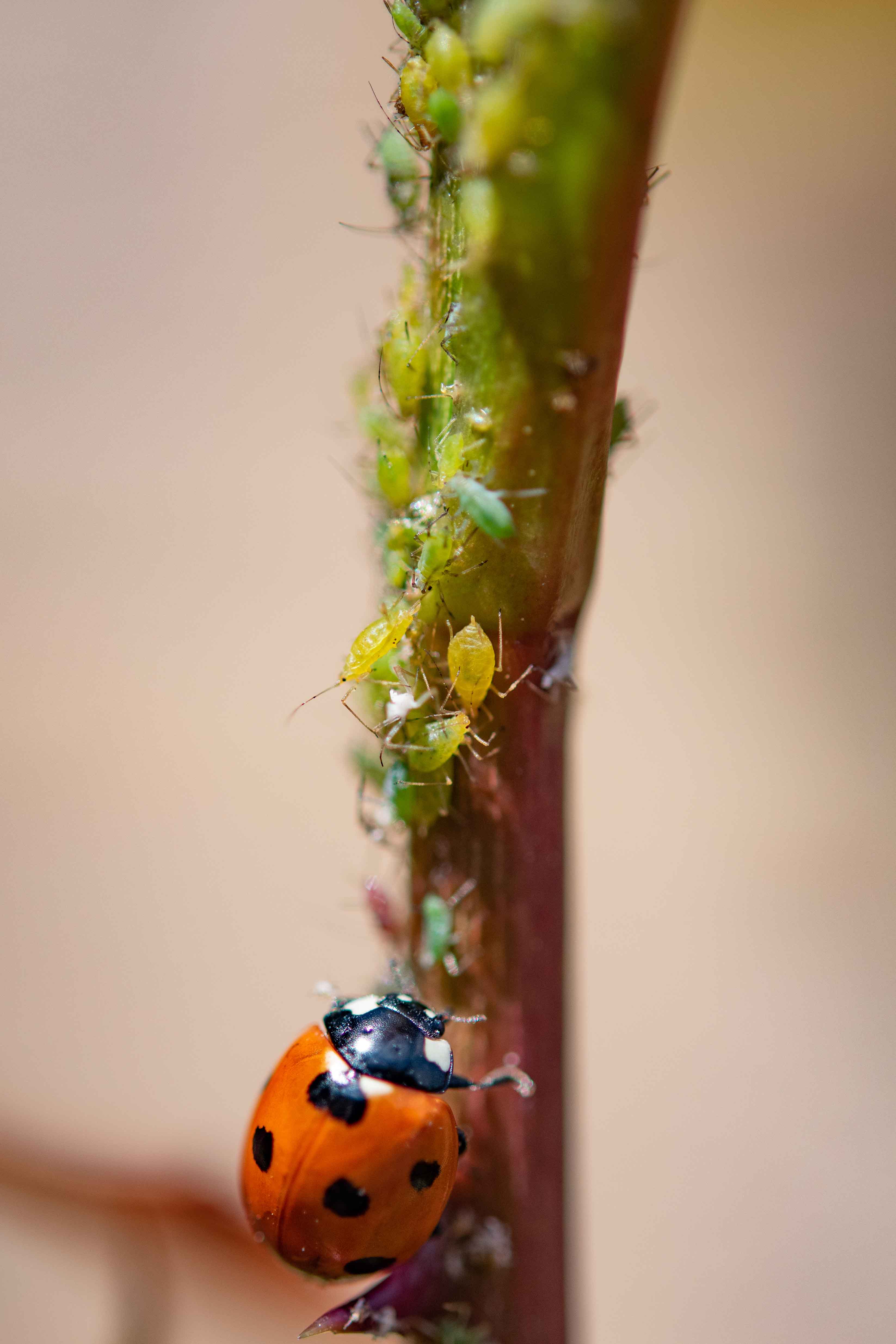 Ladybird