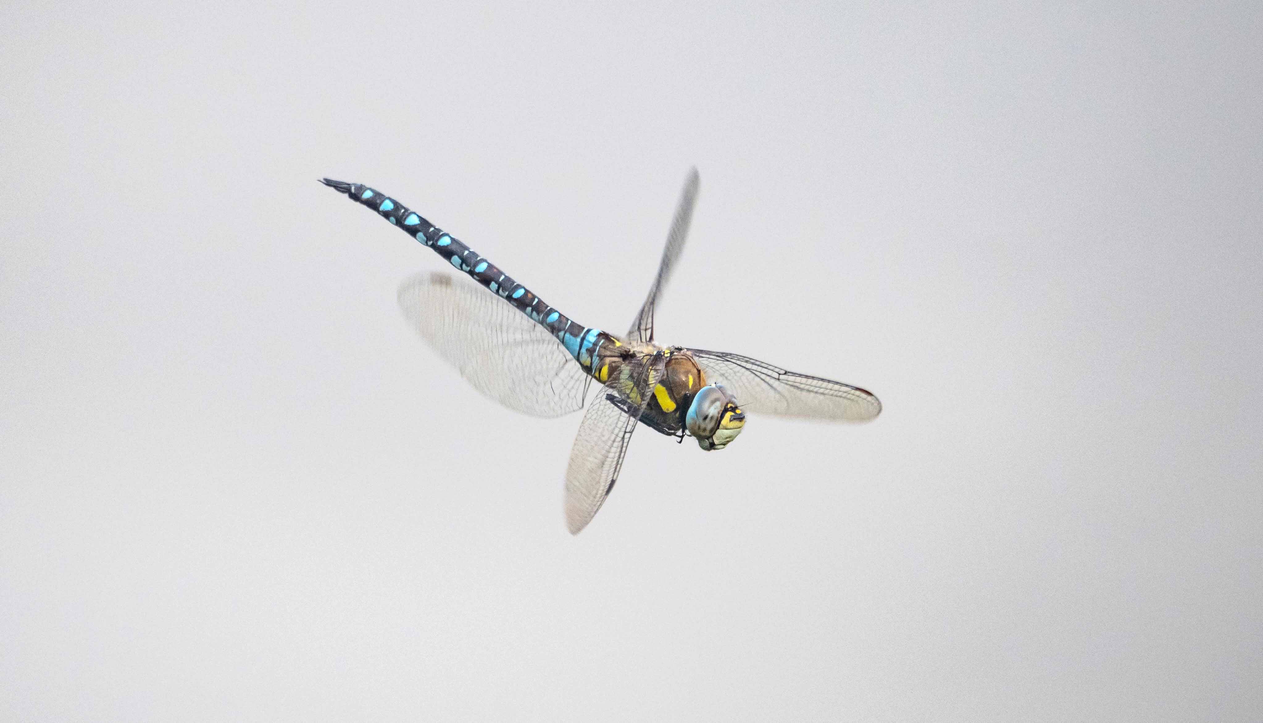 Dragonfly