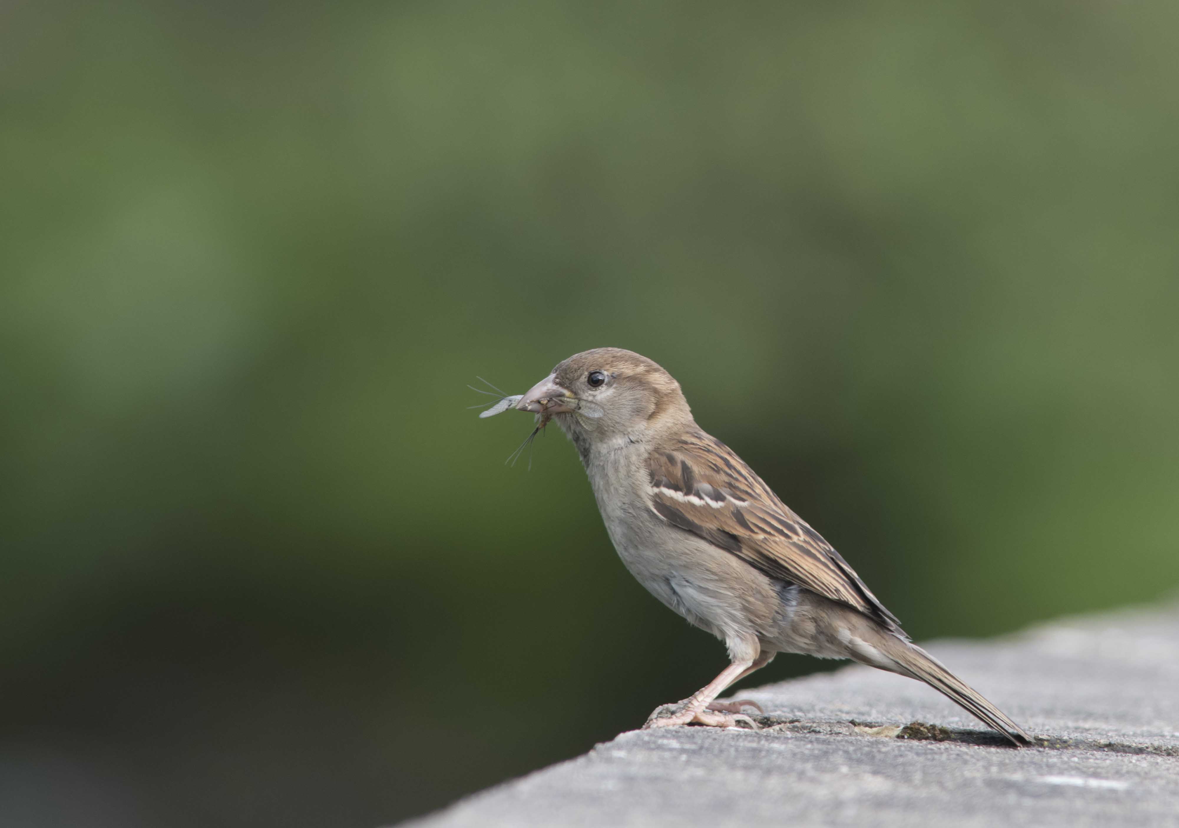 Sparrow bird