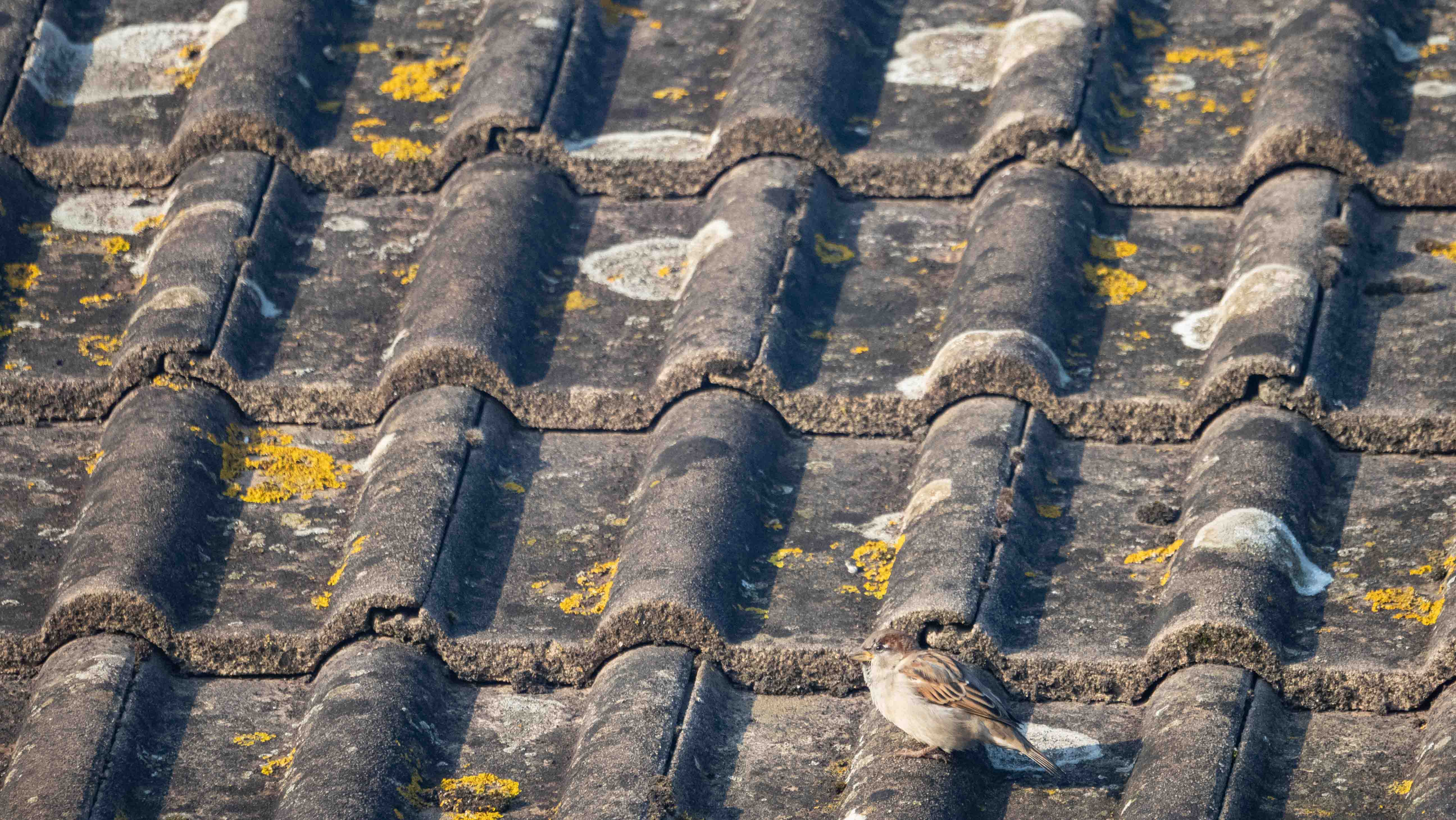 Roof bird