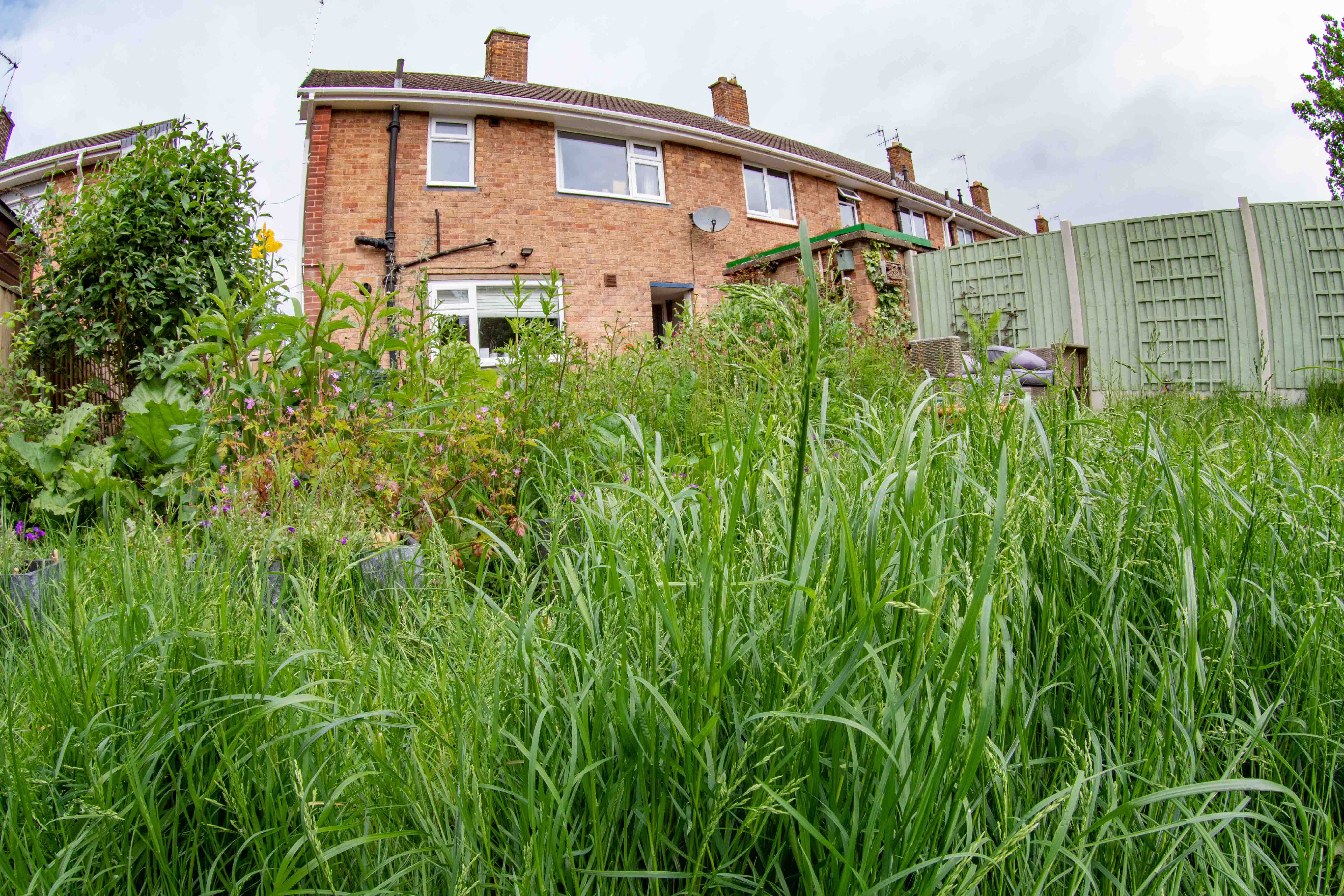 Long grass