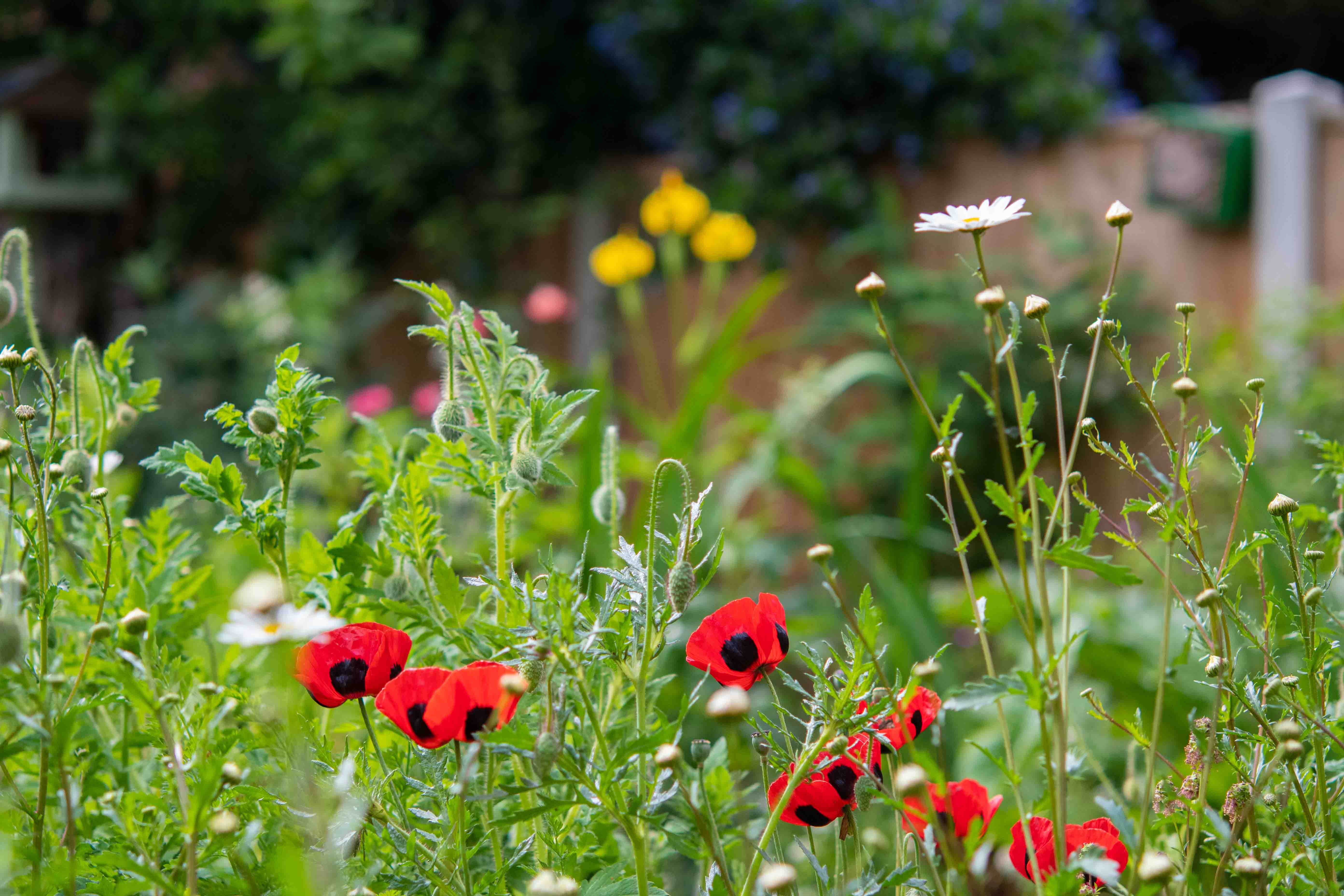 Flowers bed