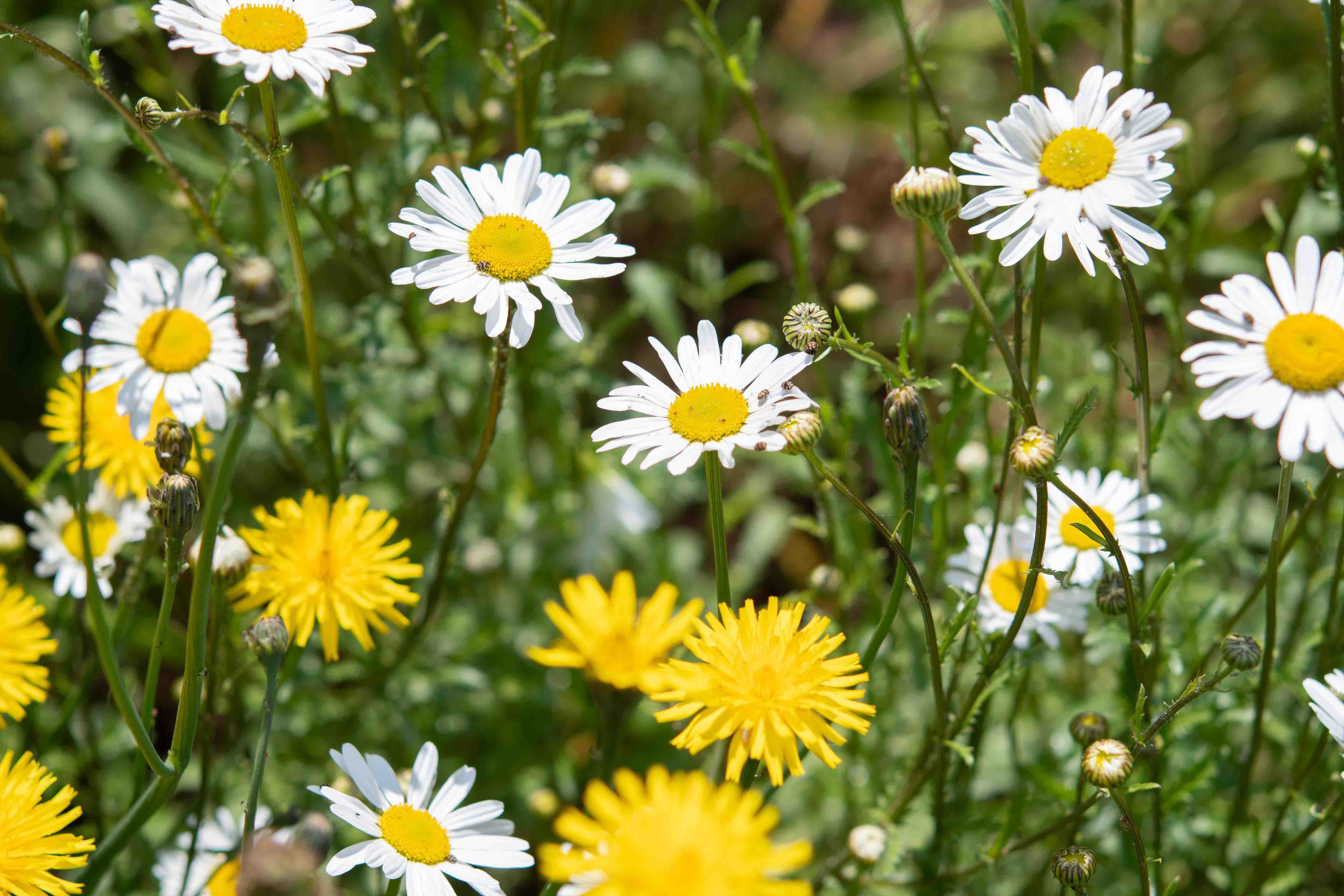 Flowers