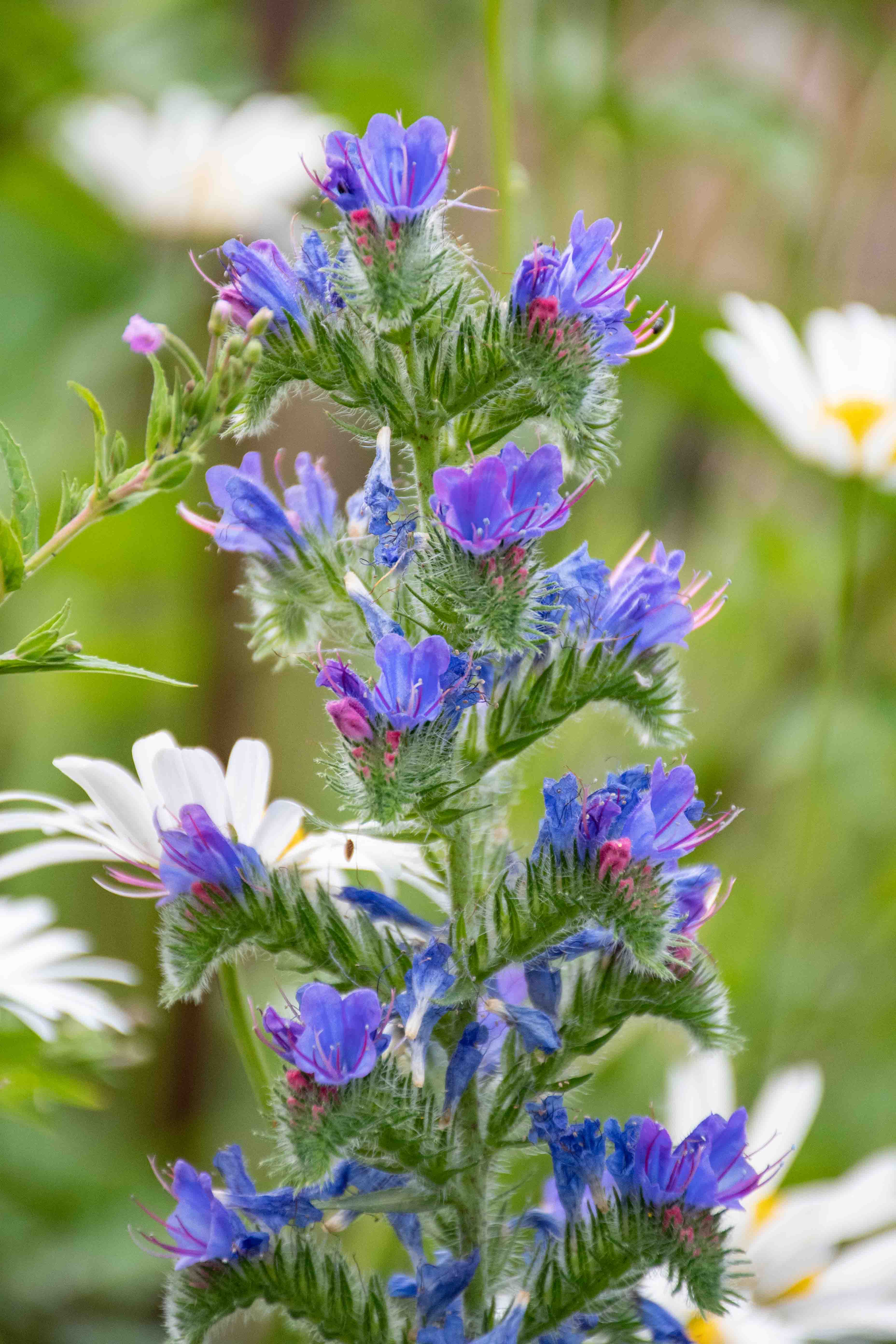 blue flower