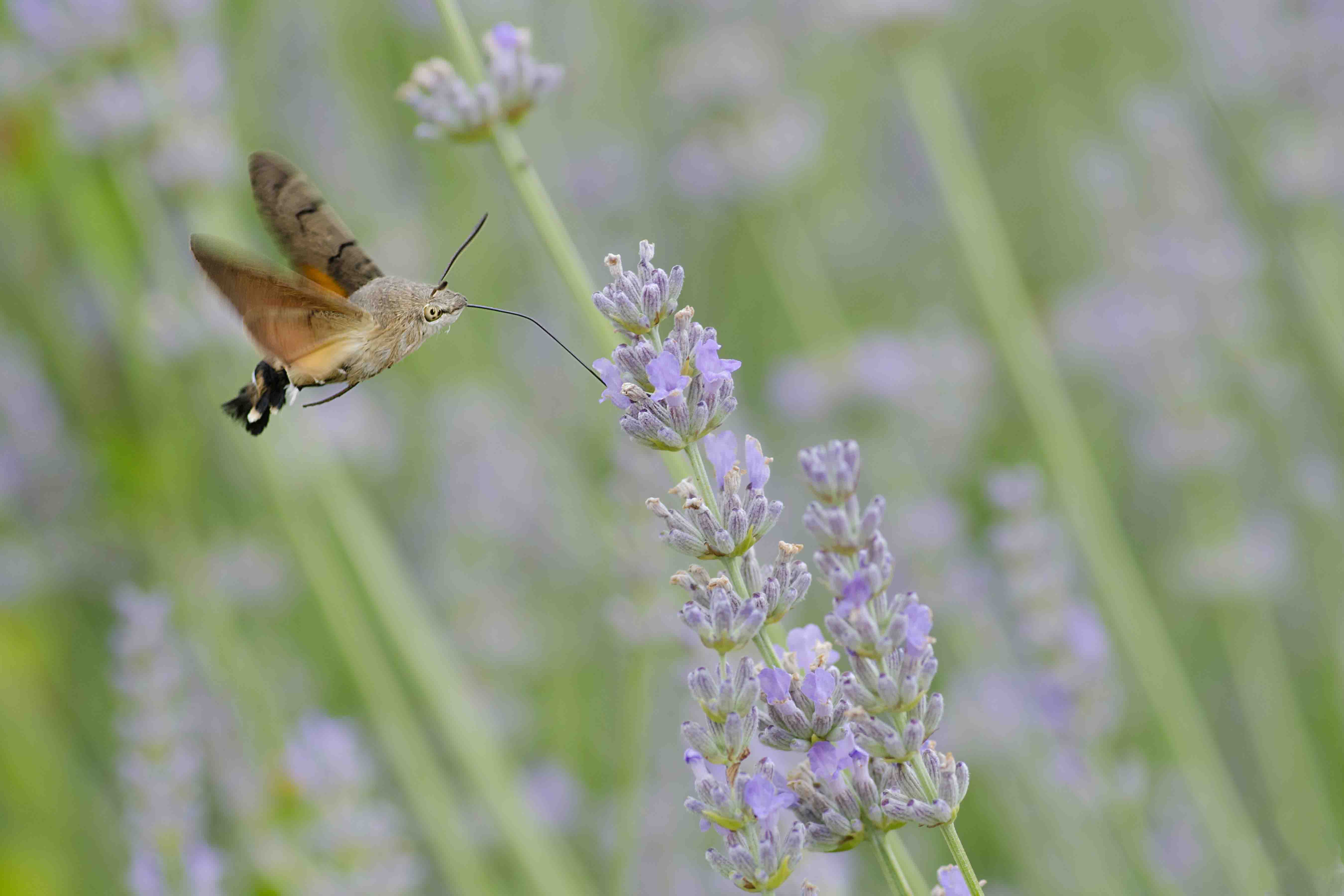 hawk moth