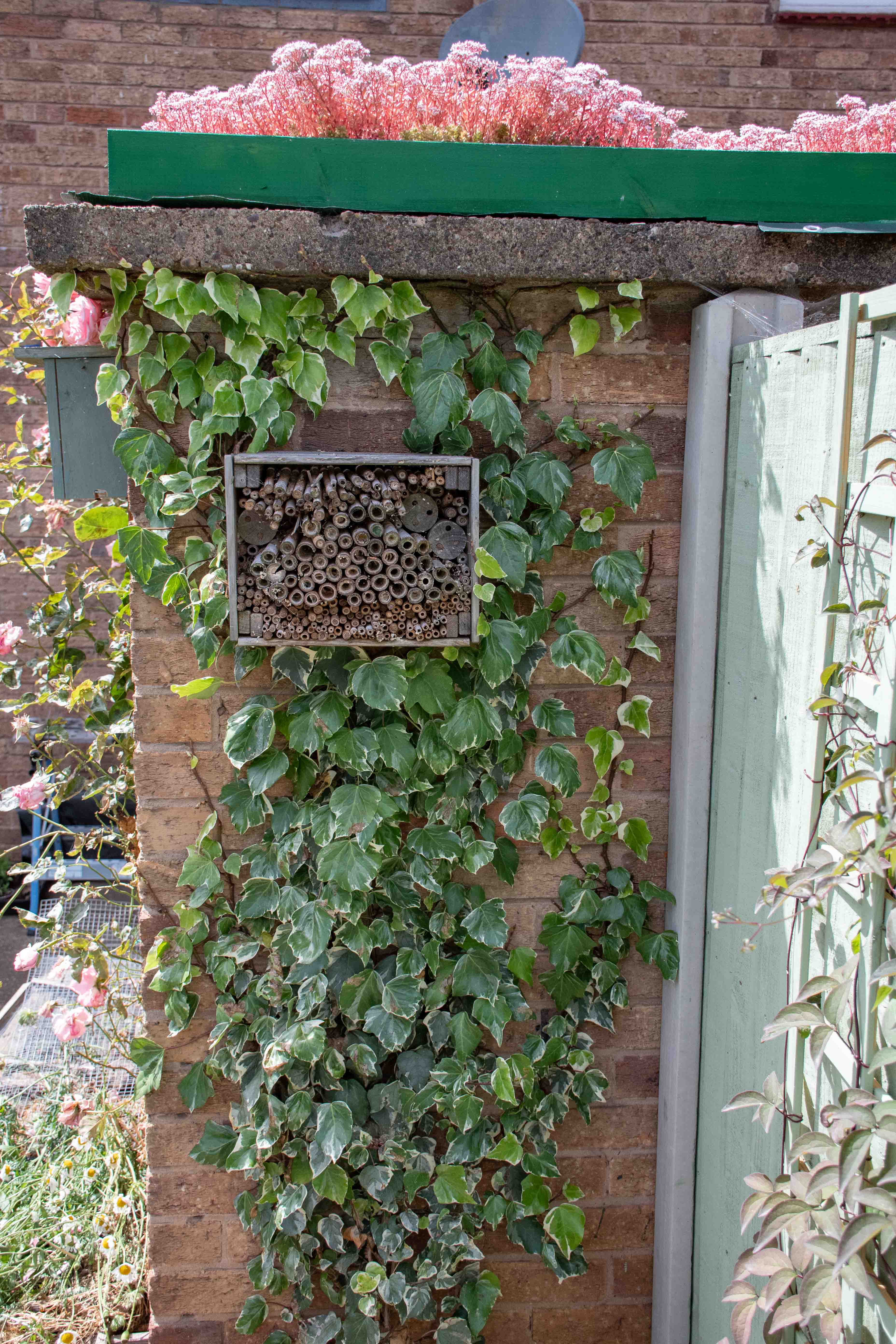 ivy wall