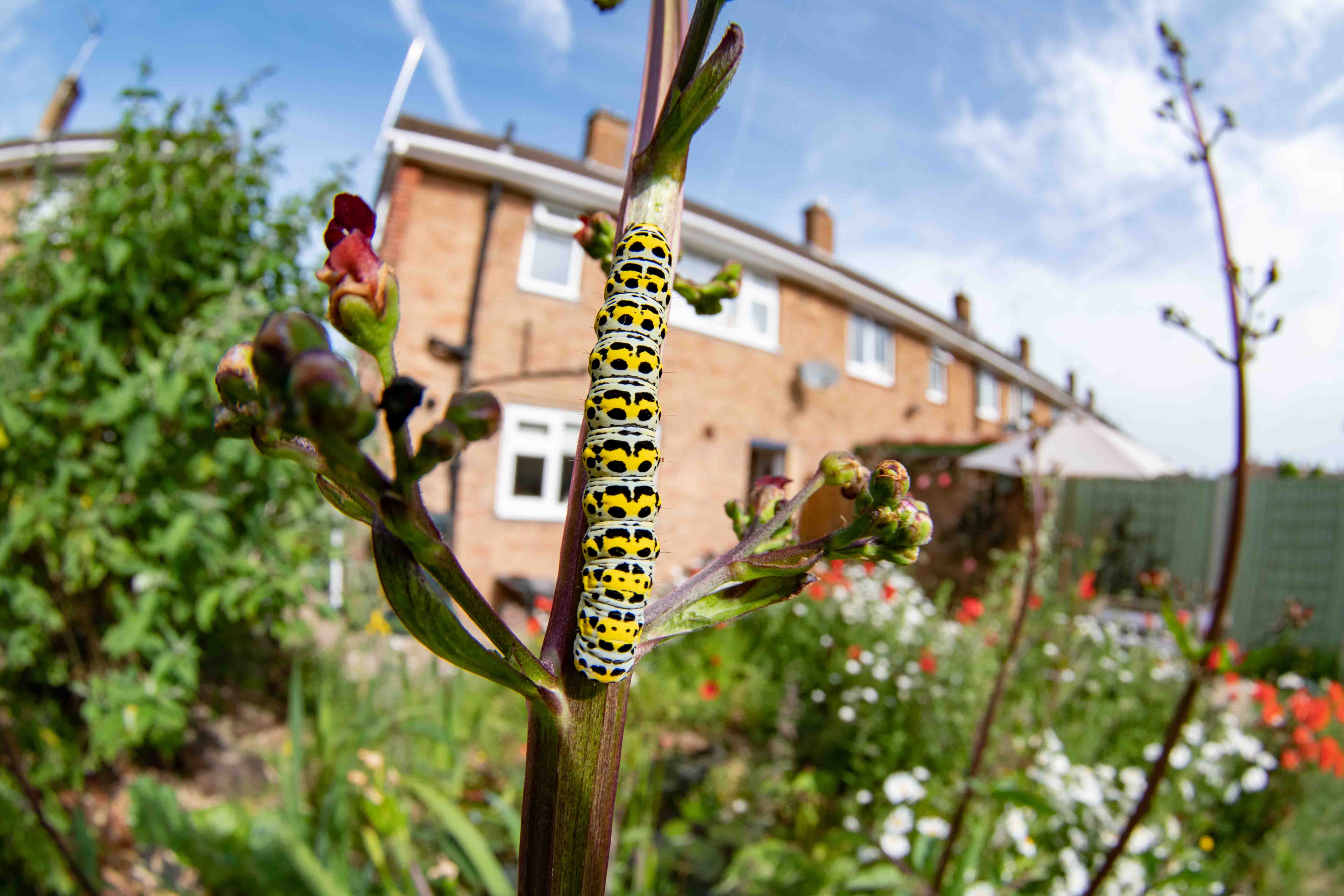 Wildlife Gardening and Photography | July