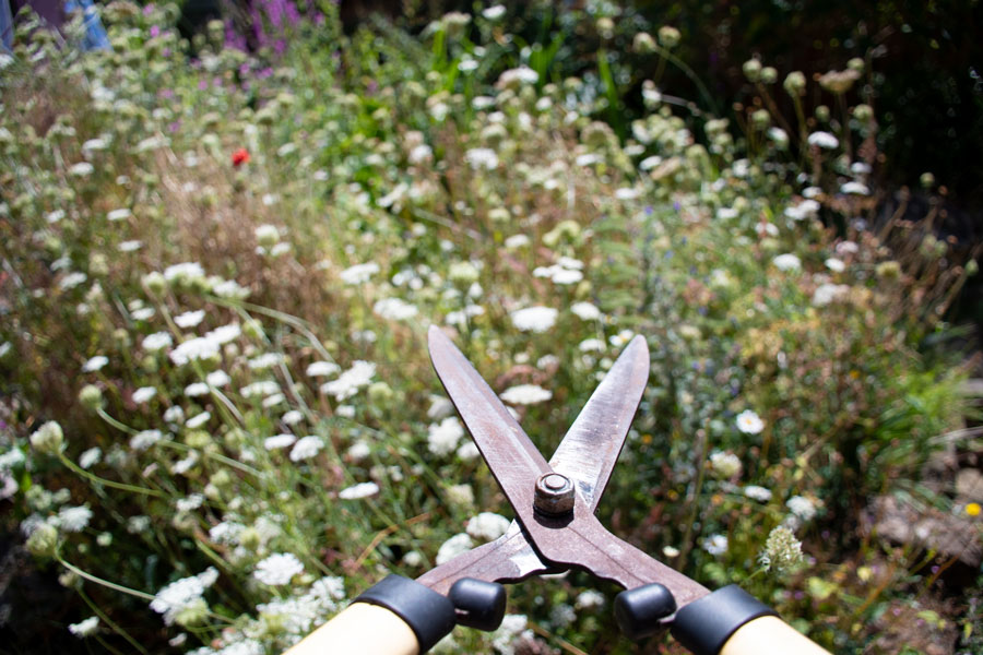 cutting a meadow with garden sheers