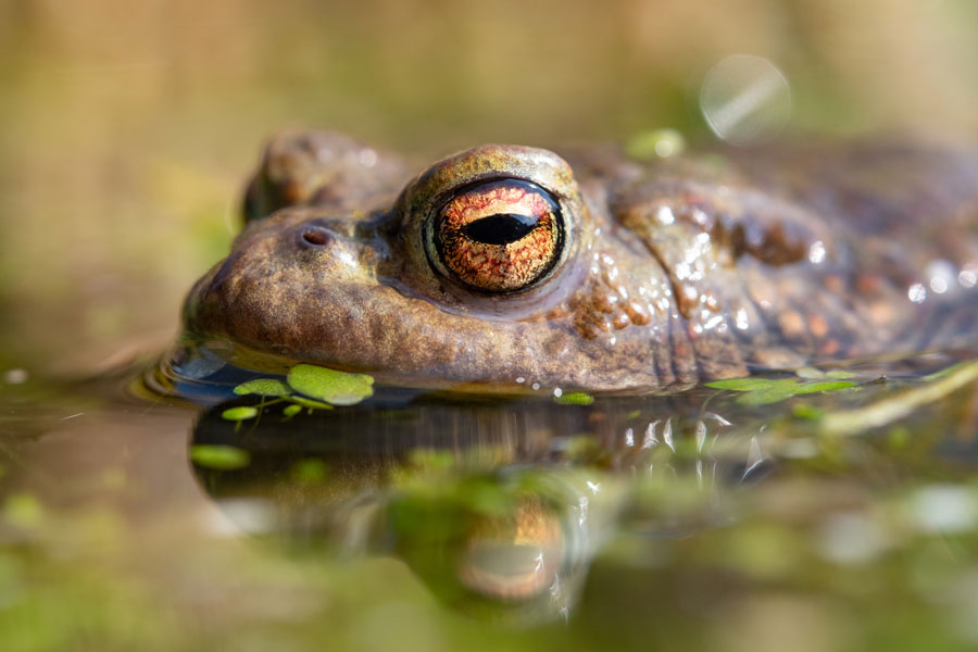A close up photo of a toad with a bright orange eye
