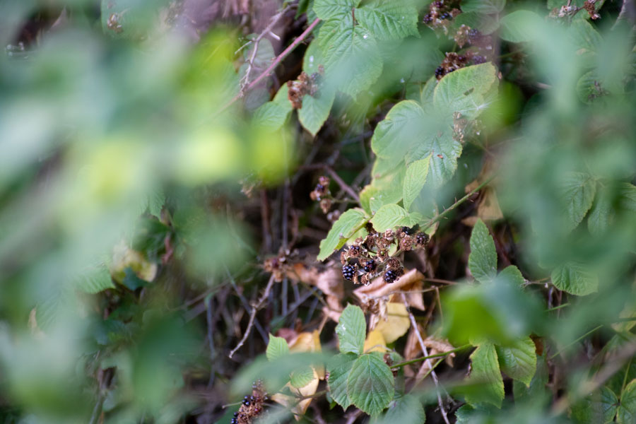 A photo of a bramble bush with blackberries