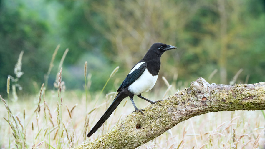 A magpie sitting on a branch