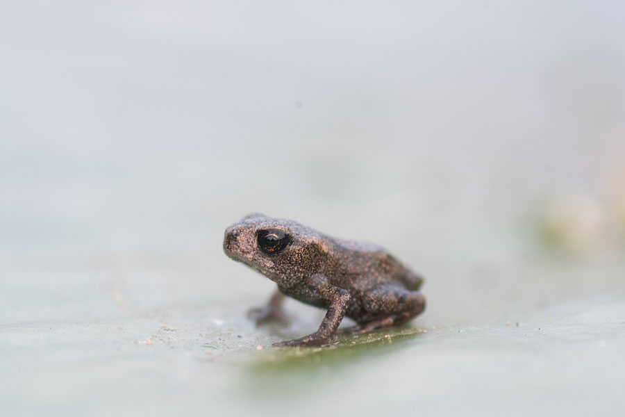 a shallow depth of field photo of a small common toad