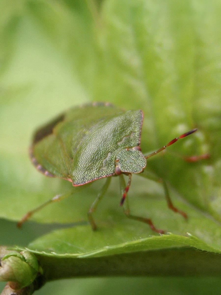 close up image of a green shieldbug
