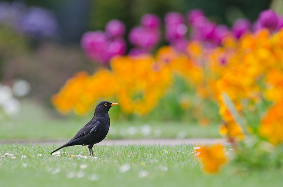 an image of blackbird in the garden