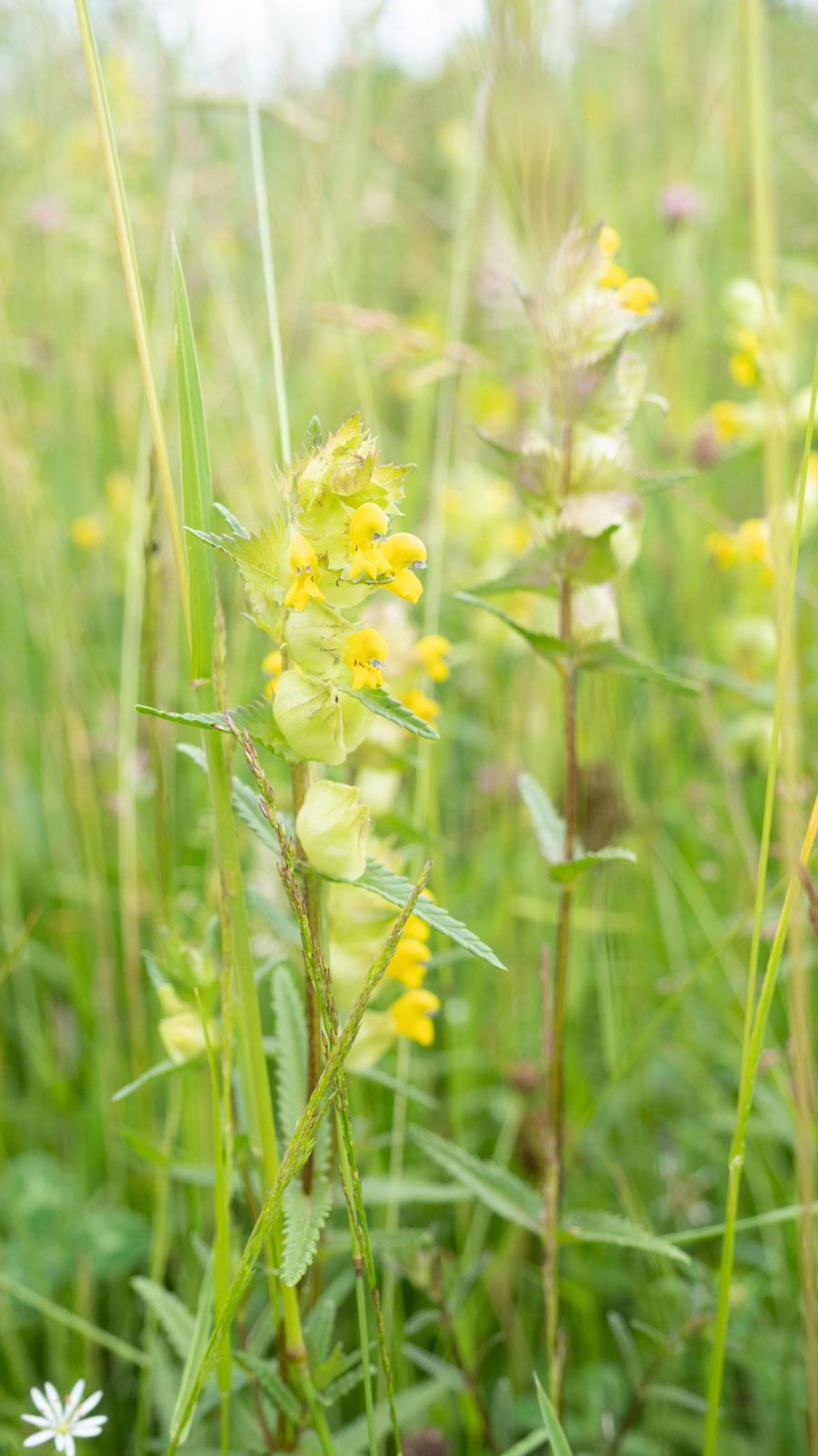 an image of yellow rattle plant