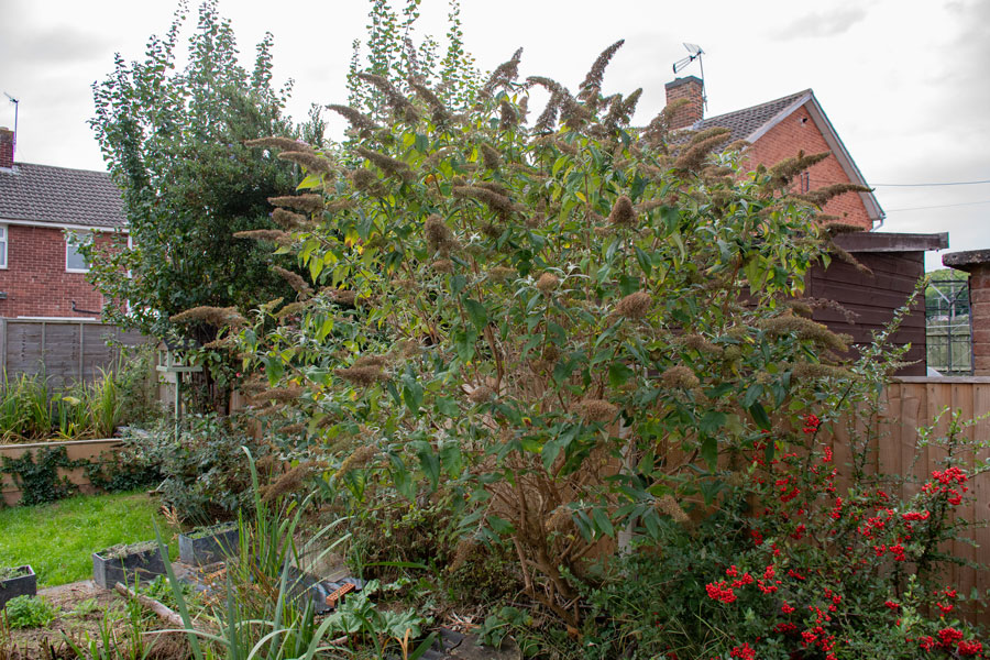 an image of a big garden bush