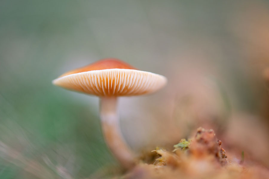 an image of a brown mushroom