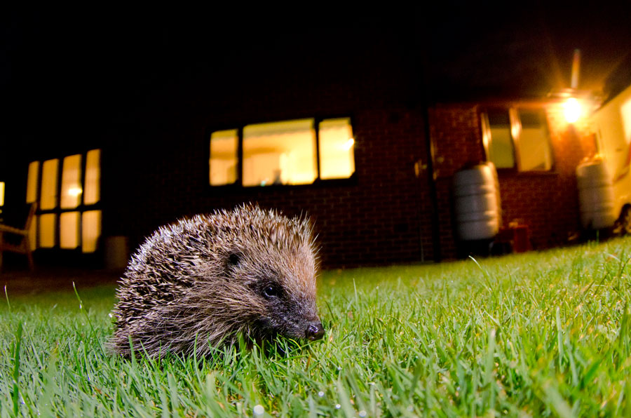 an image of a hedgehog at night