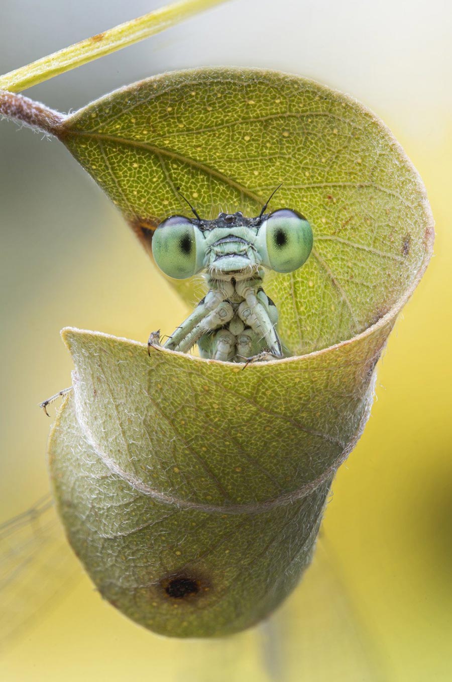 A photo taken with the Laowa 58mm f2.8 2X Ultra Macro APO