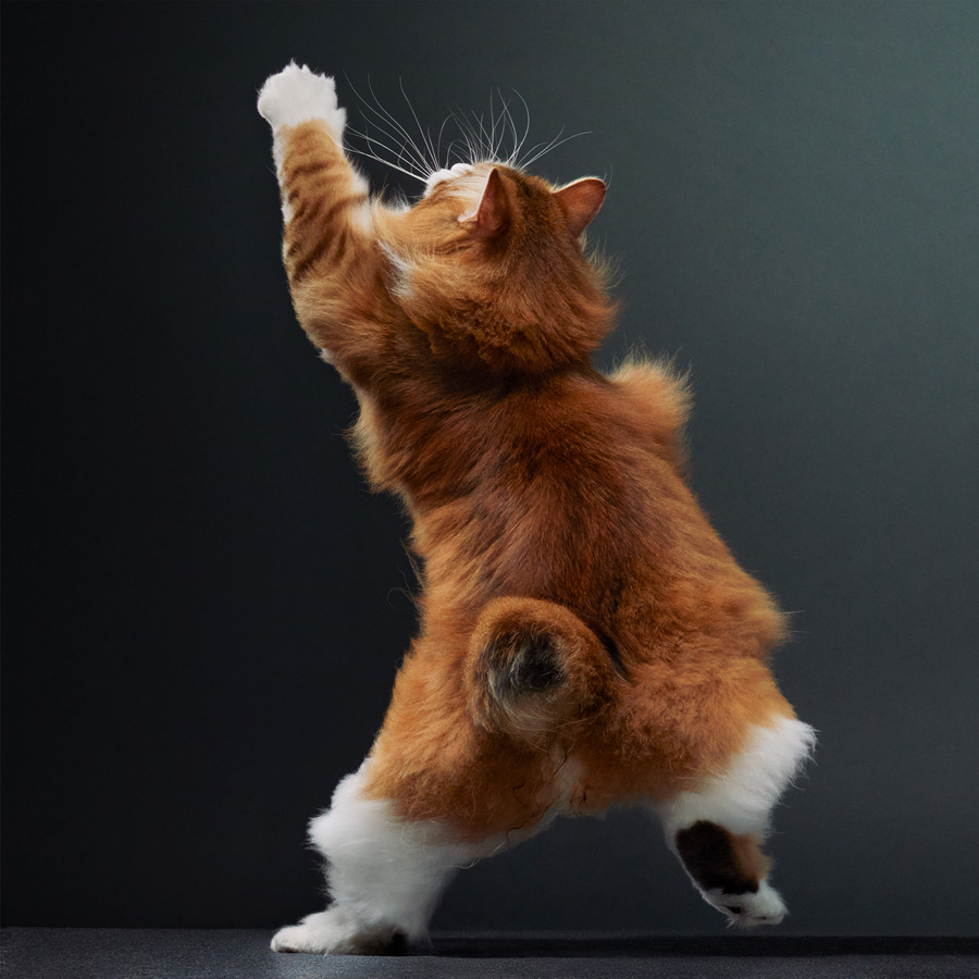 Photo credit: Tim Flach