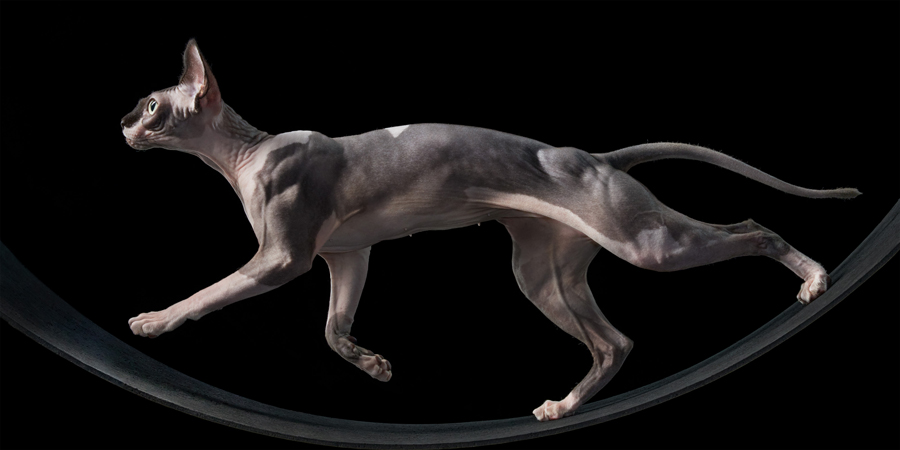 Photo credit: Tim Flach