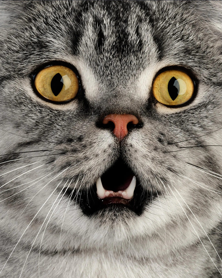 Photo credit: Jo Sax