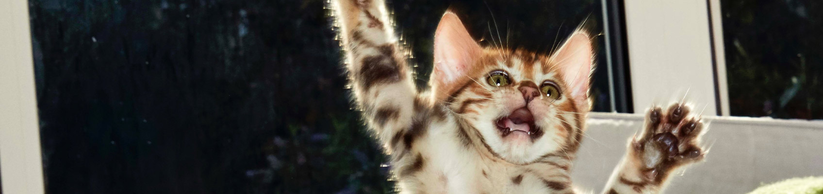 © Wex Photo Video talk-cats-top.jpg