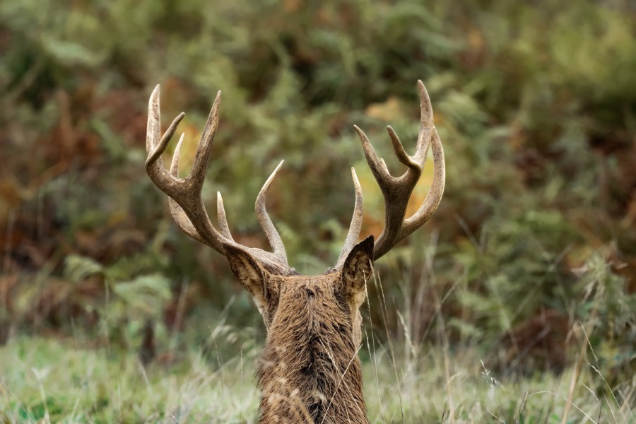 Photo Credit: Ian Howorth - 500mm, f8, 1/500 sec, ISO 2500