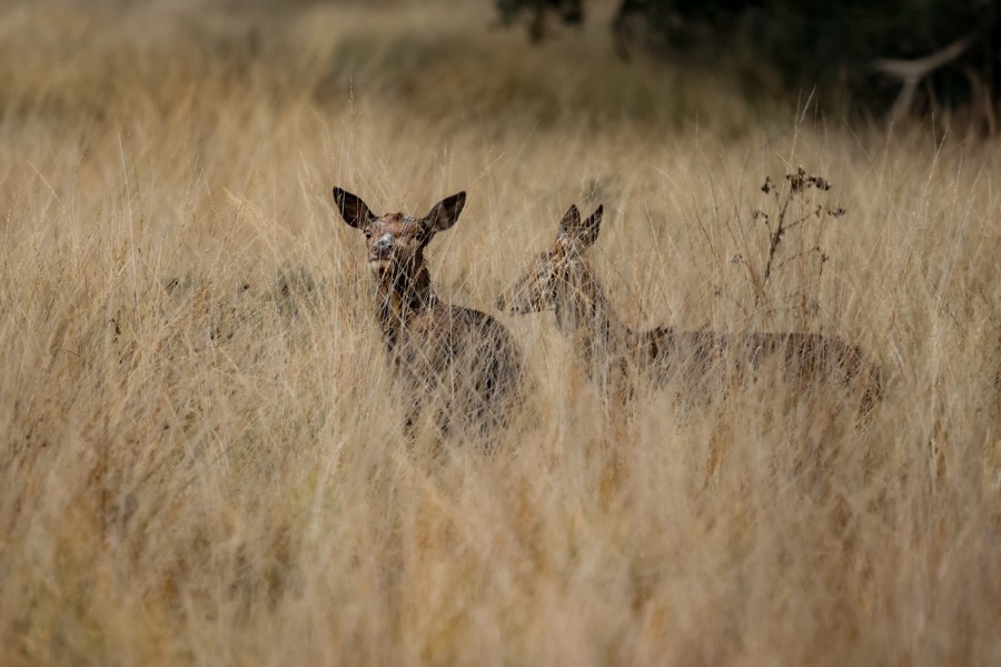 Photo Credit: Ian Howorth - 472mm, f7.1, 1/500 sec, ISO 1600