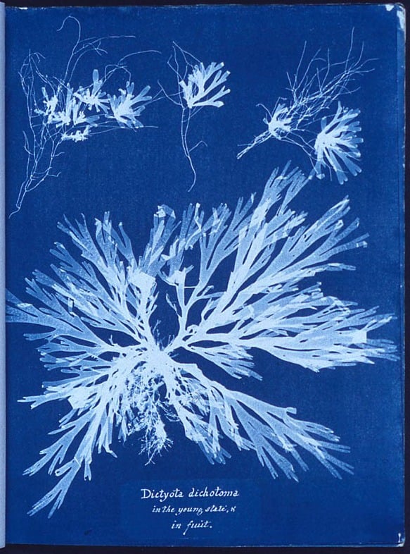  &ldquo;Photographs of British Algae: Cyanotype Impressions&rdquo; by Anna Atkins<