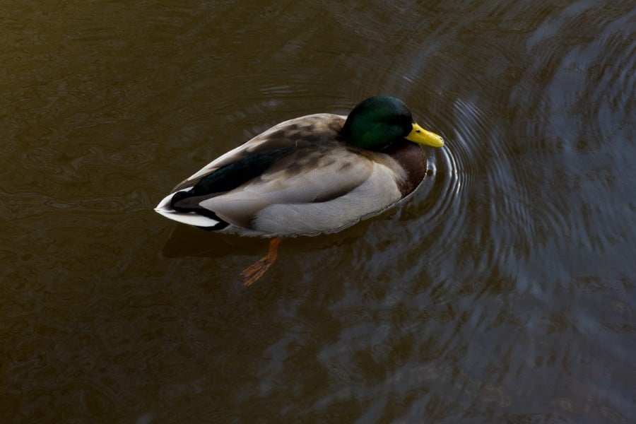 Images from the Canon G7X Mark III review