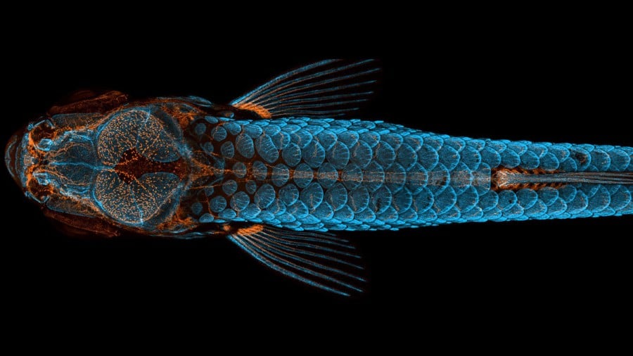 First Place Winner in the 2020 Nikon Small World Photomicrography Competition by Daniel Castranova.