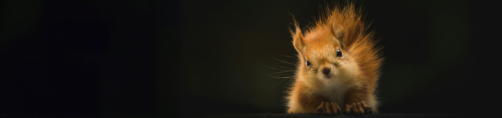 wildlife acc top.jpg