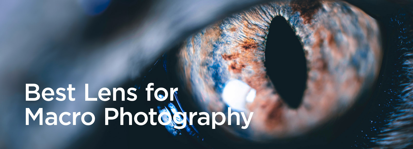 best lens for macro photography